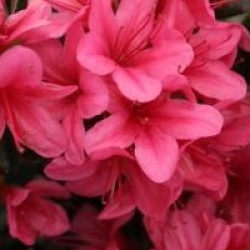 Rhododendron 'Sylvester'