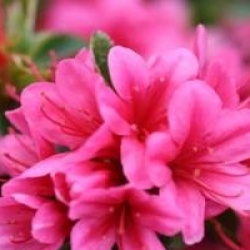 Rhododendron 'Sylvester'