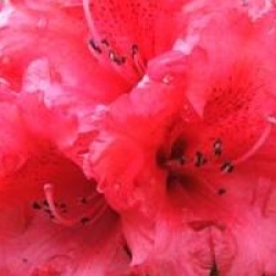 Rhododendron 'Taurus'