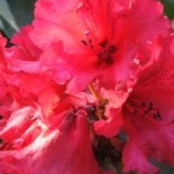 Rhododendron 'Taurus'