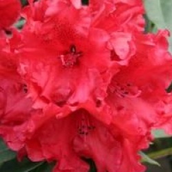 Rhododendron 'Taurus'
