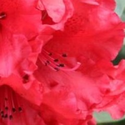 Rhododendron 'Taurus'