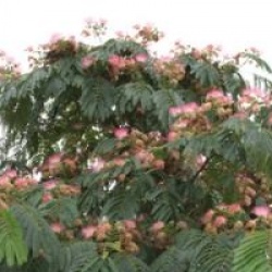 Albizia julibrissin 'Ombrella'