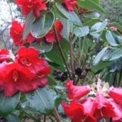 Rhododendron thomsonii - Rhododendron thomsonii