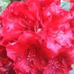 Rhododendron 'Tornado' - Rhododendron hybride Tornado