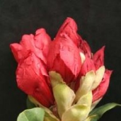 Rhododendron 'Tornado'