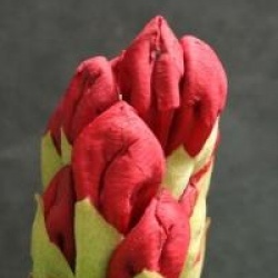 Rhododendron 'Tornado'