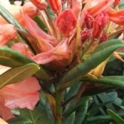 Rhododendron 'Tortoiseshell Orange' - Rhododendron hybride Tortoiseshell Orange