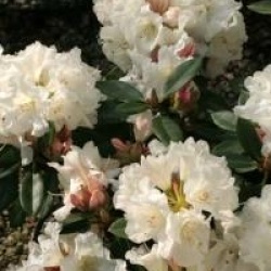 Rhododendron 'Unique' - Rhododendron Unique