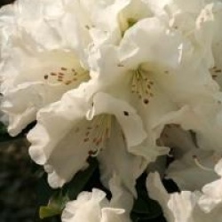 Rhododendron 'Unique'