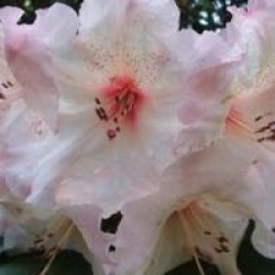 Rhododendron hybride Virginia Richards