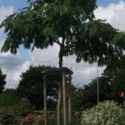Albizia julibrissin 'Ombrella'