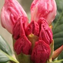 Rhododendron 'Virginia Richards'
