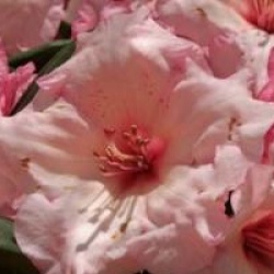 Rhododendron 'Virginia Richards'