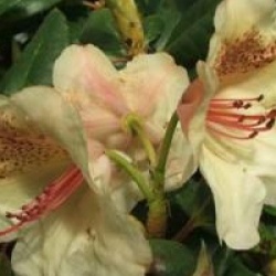 Rhododendron 'Viscy' - Rhododendron Viscy