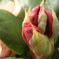 Rhododendron 'Viscy'