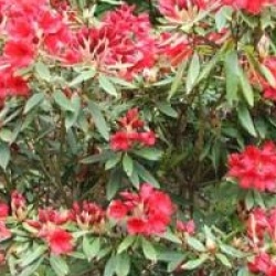 Rhododendron Vulcan