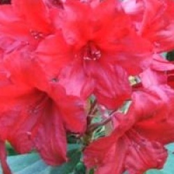 Rhododendron 'Vulcan'