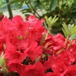 Rhododendron 'Vulcan'