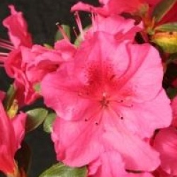 Rhododendron 'Vuyk's Rosyred' - Azal�e japonaise Vuyk's Rosyred