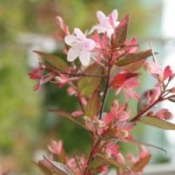 Abelia x grandiflora