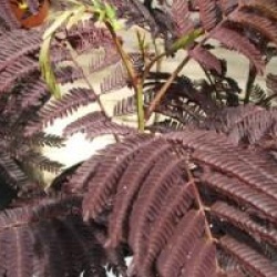 Albizia julibrissin 'Summer Chocolate' - Acacia de Costantinople � feuillage pourpre