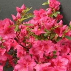 Rhododendron 'Vuyk's Rosyred'