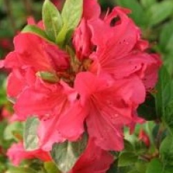Rhododendron 'Vuyk's Scarlet'