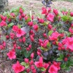 Rhododendron 'Vuyk's Scarlet'