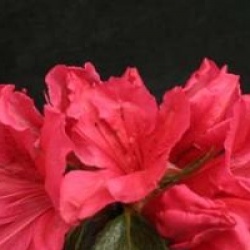 Rhododendron 'Vuyk's Scarlet'