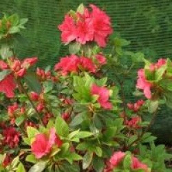 Rhododendron 'Vuyk's Scarlet'
