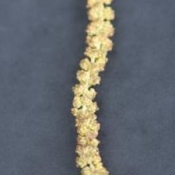 Alnus incana 'Pendula' - Aulne pleureur