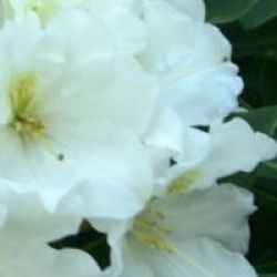 Rhododendron hybride White Gold