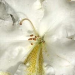 Rhododendron 'White Gold'