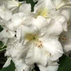 Rhododendron 'White Gold'