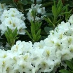 Rhododendron 'White Gold'