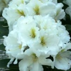 Rhododendron 'White Gold'