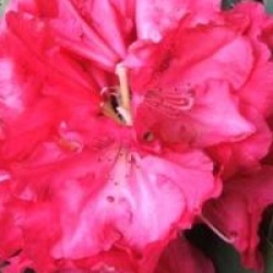 Rhododendron hybride Wilgen's Ruby