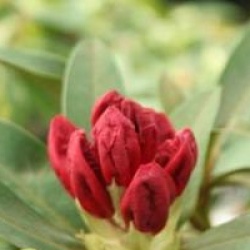 Rhododendron 'Wilgen's Ruby'