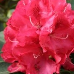 Rhododendron 'Wilgen's Ruby'