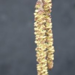 Alnus incana 'Aurea'