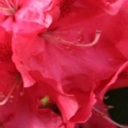 Rhododendron 'Wilgen's Ruby'
