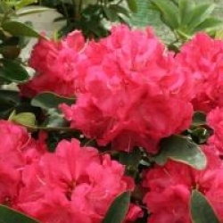 Rhododendron 'Wilgen's Ruby'