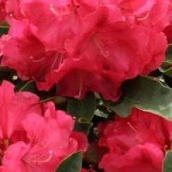 Rhododendron 'Wilgen's Ruby'