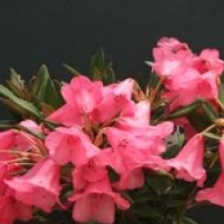 Rhododendron nain Winsome