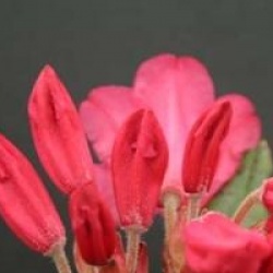 Rhododendron 'Winsome'