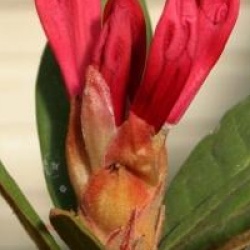 Rhododendron 'Winsome'