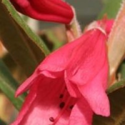 Rhododendron 'Winsome'