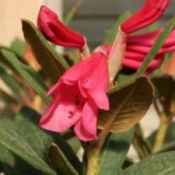 Rhododendron 'Winsome'