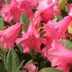 Rhododendron 'Winsome'
